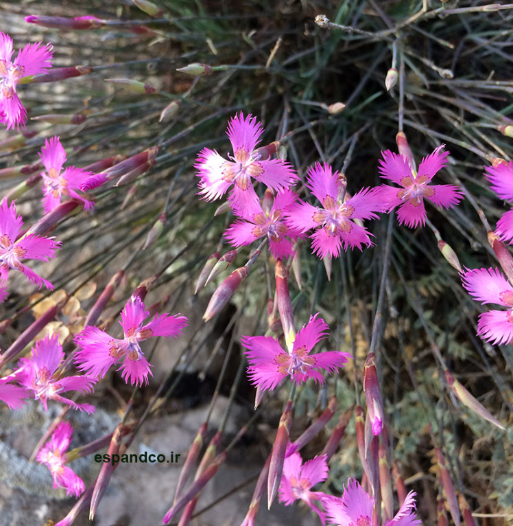 Dianthus orientalis seeds